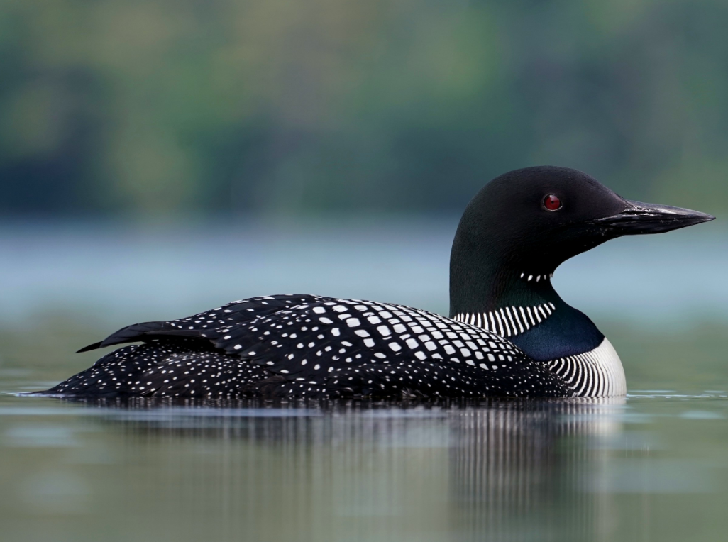 Projet de recherche sur le plongeon huard